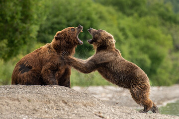 Battle for Queen Kamchatka
