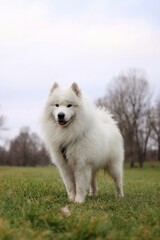 a purebred adult Samoyed standing on the field
