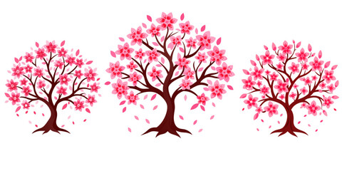 Fototapeta premium Cherry Blossom Tree on white background