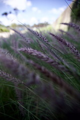 edificios, flores, plantas, verde