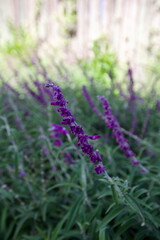 edificios, flores, plantas, verde