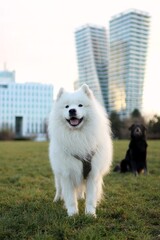A Samoyed standing on the field at sunrise. At background is city