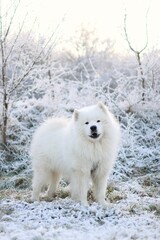 a purebred adult Samoyed standing in the middle of a snowy landscape