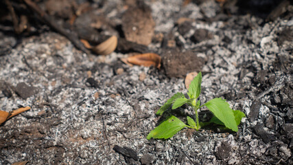 small tree Grows on ashes from deforestation. Concept of conservation of nature and environment, with copy space