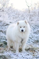 Fototapeta premium a purebred adult Samoyed standing in the middle of a snowy landscape