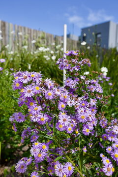 edificios, flores, plantas, verde