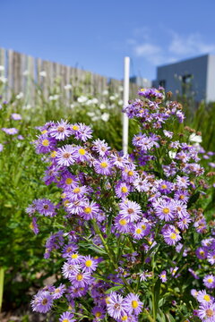 edificios, flores, plantas, verde