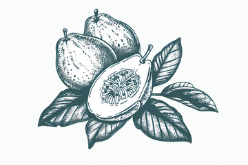 Hand-Drawn Watercolor Illustration of Green Grapefruit with Leaves and Branch, Fresh Citrus Fruit and Botanical Art