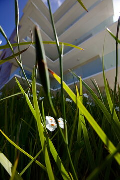 edificios, flores, plantas, verde