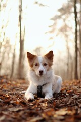 A small cute crossbreed lies in autumn forest at sunset