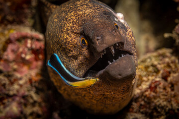 Cleaning Moray Eel, Mabul Island, Malaysia