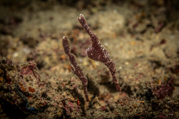 Ghost pipefish, Mabul Island, Malaysia