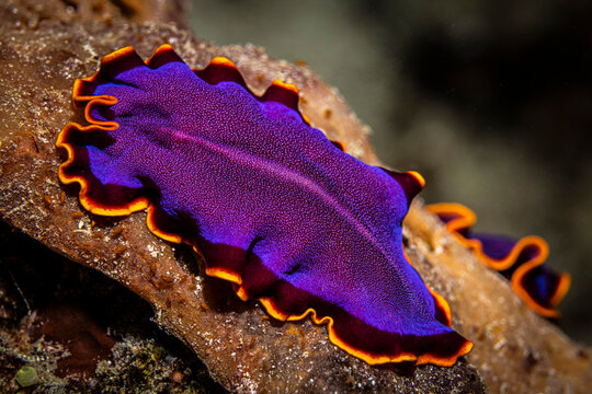 Giant flatworm, Mabul Island, Malaysia