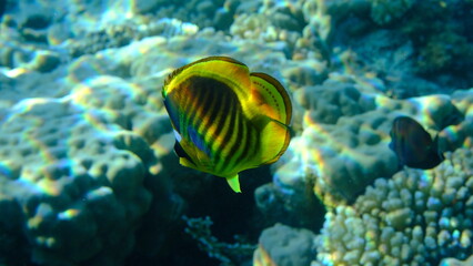 Striped butterflyfish or diagonal butterflyfish (Chaetodon fasciatus) undersea, Red Sea, Egypt, Sharm El Sheikh, Montazah Bay