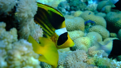 Striped butterflyfish or diagonal butterflyfish (Chaetodon fasciatus) undersea, Red Sea, Egypt, Sharm El Sheikh, Montazah Bay