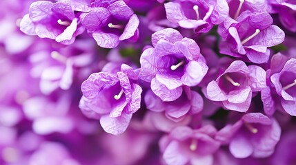 Fototapeta premium view of purple bougainvillea flowers, showcasing the rich color and elegant form. | Bougainvillea 