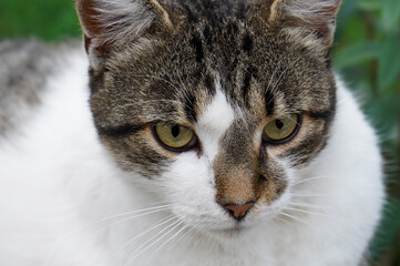 Close-up portrait of a cute cat, tabby with white spots