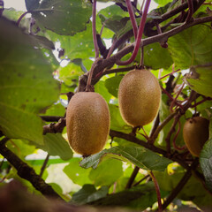 Kiwi plant with Kiwi fruits