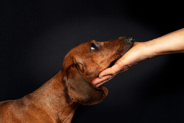 dachshund dog put his head on his hand on a black background