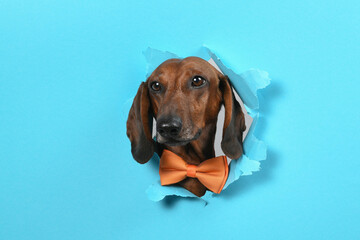 dachshund dog peeking out of hole in paper