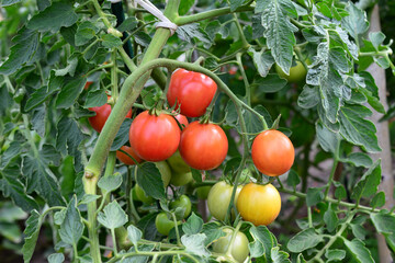 a cluster of tomatoes is growing on the plant  