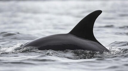 Fototapeta premium Orca dorsal fin emerges from ocean waves