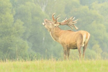 Red deer wildlife Cervus elaphus antlers fawn western roe deer male European graze in meadow nice eyes fur forest in mountains, nice darling, widespread species hunting animal care, hunted Europe