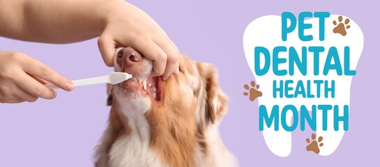 Owner brushing teeth of dog on lilac background. Banner for Pet Dental Health Month