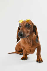 dachshund puppy isolated on white