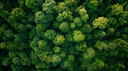 Naklejka premium Aerial View Of Lush Green Forest Canopy