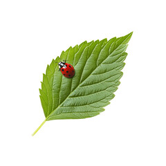 Ladybug on a Green Leaf Isolated on White