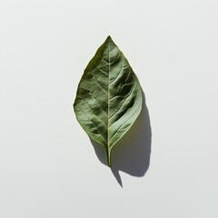 
A budget-friendly professional photo of a basil leaf isolated on a white background.