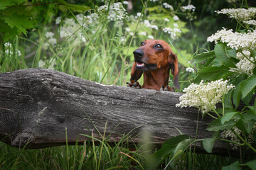 dachshund dog in the garden