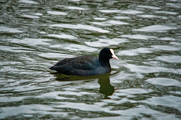 Ente auf dem Wasser