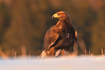 Golden eagle Aquila chrysaetos wildlife prey nature predator beautiful animal beautiful sighting...