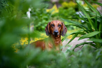 dachshund dog on the grass