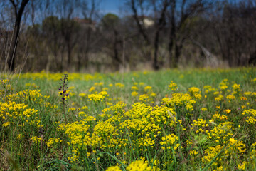 Wood spurge in a herbaceous spring field, Brestovizza, Slovenia