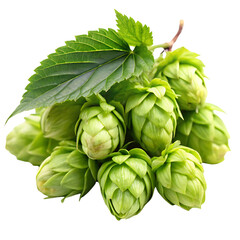 Obraz premium Hops cones are isolated on a transparent background.