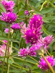 flowers in the garden