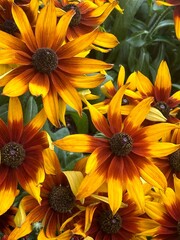 yellow flowers in the garden