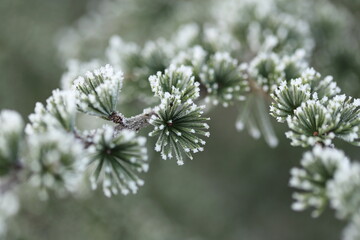 Green pine branches in winter
