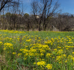 Wood spurge in a herbaceous spring field, Brestovizza, Slovenia