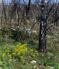 Obraz premium Burnt Trees in a herbaceous spring field, Brestovizza, Slovenia