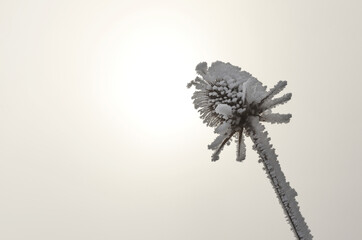 Frozen wild teasel (Dipsacus sylvestris) close up