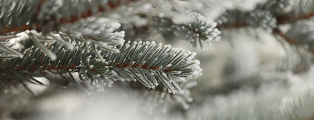 Green pine branches in winter
