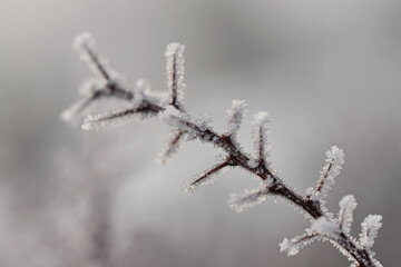 Frost on twig close up