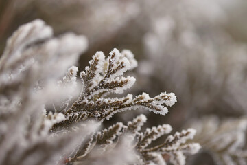 Thuja tree branches close up