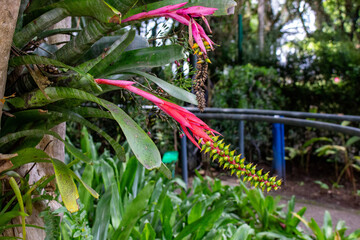 Bromélia Nudicaulis Verde (Aechmea nudicaulis). Gravataí de pedra ou Caraguatá de pedra.	
