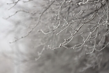 Frost on the branches outdoor