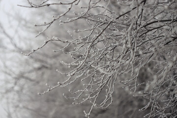 Frost on the branches outdoor